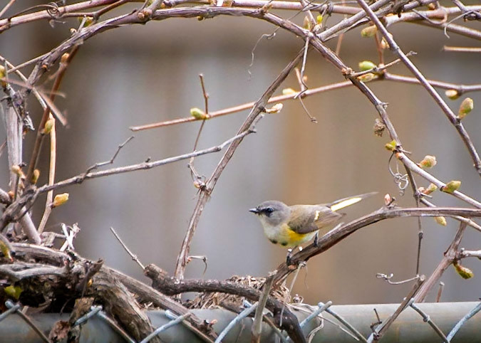 American Redstart