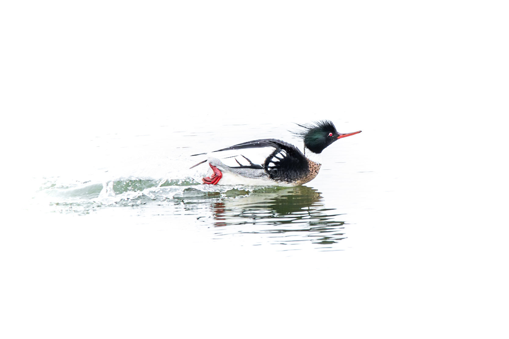 Red-Breasted Merganser