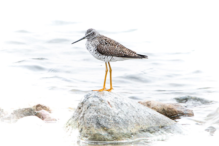 Greater Yellowlegs
