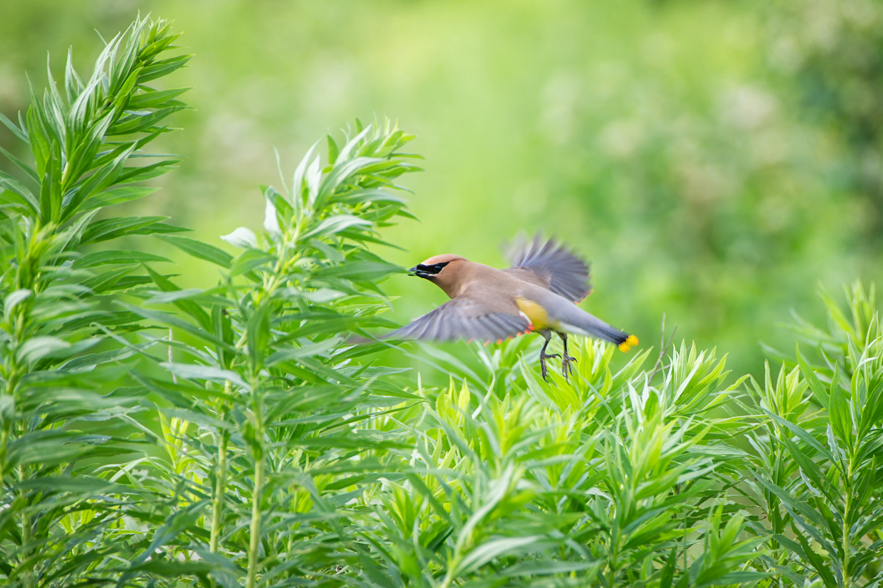 Cedar Waxwing