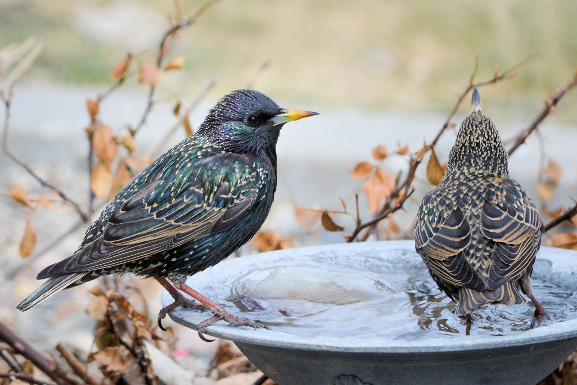 European Starling