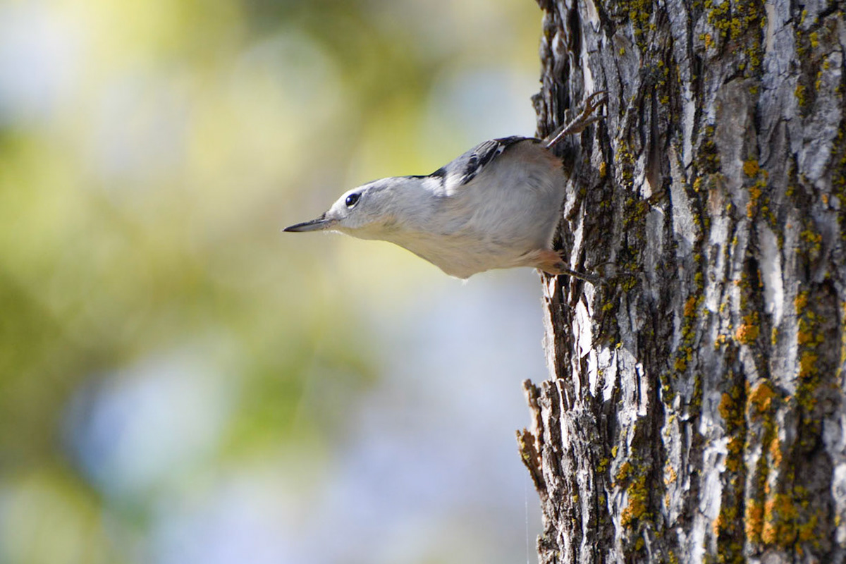 White-breasted Nuthatch