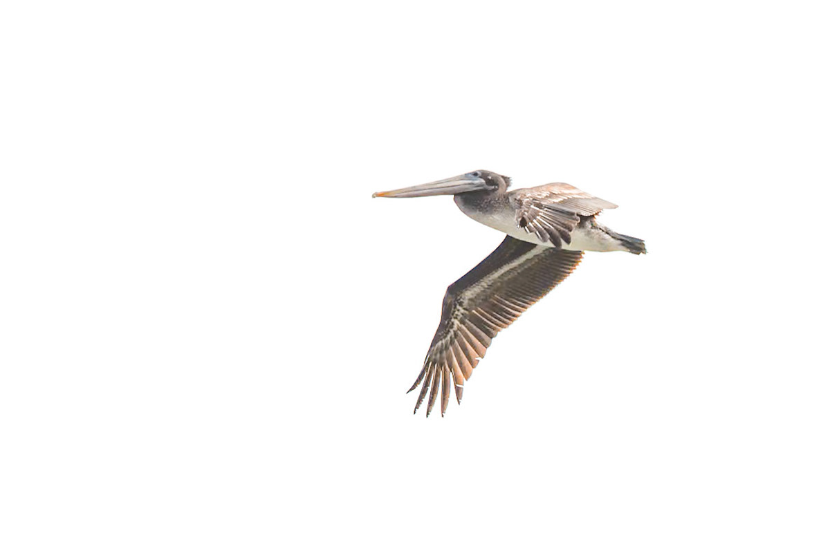 Brown Pelican