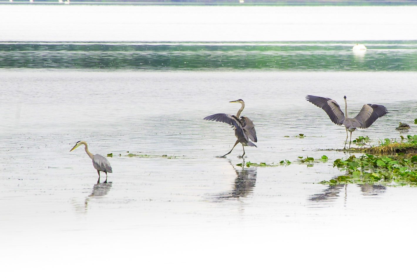 Great Blue Heron