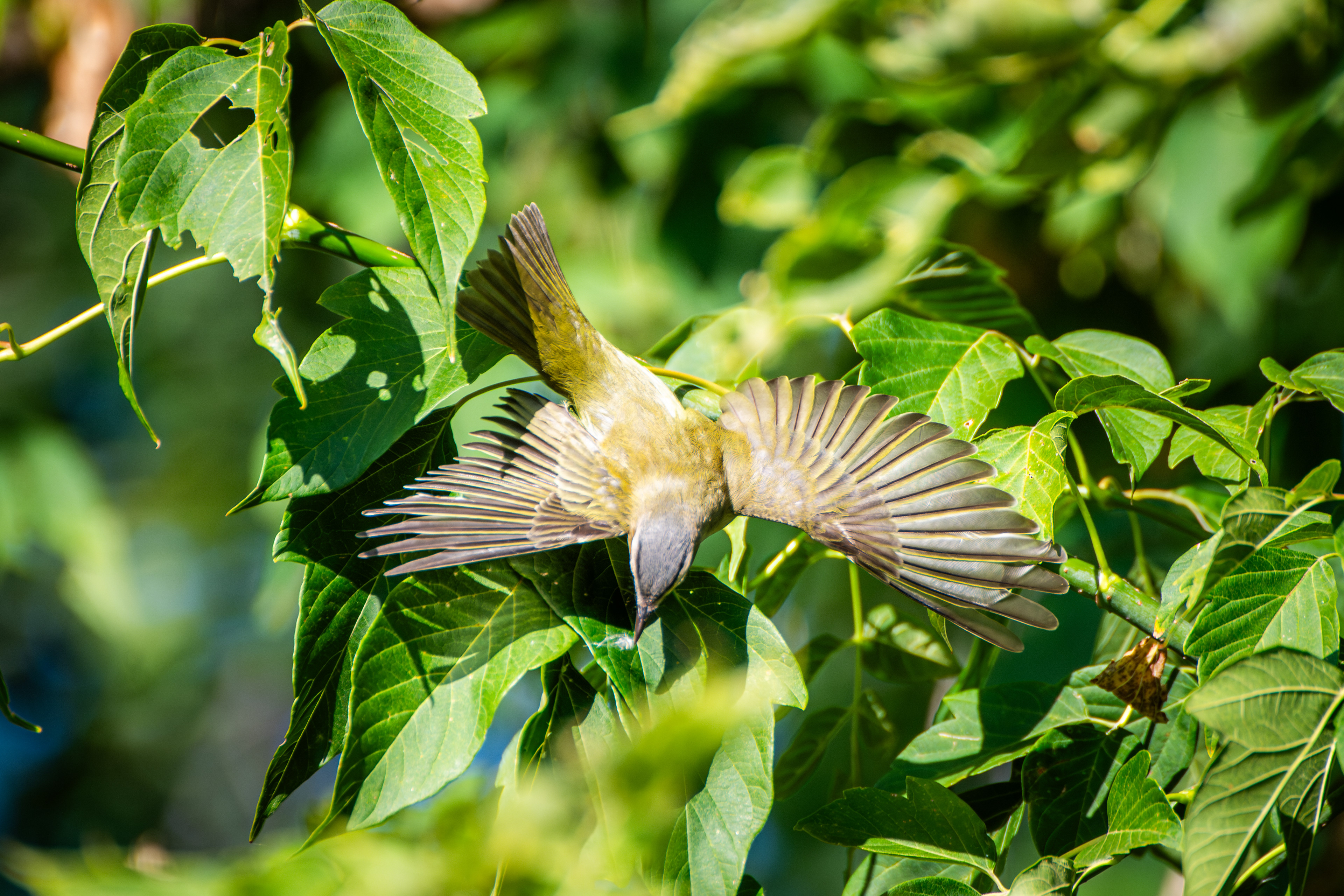 Red-eyed Vireo