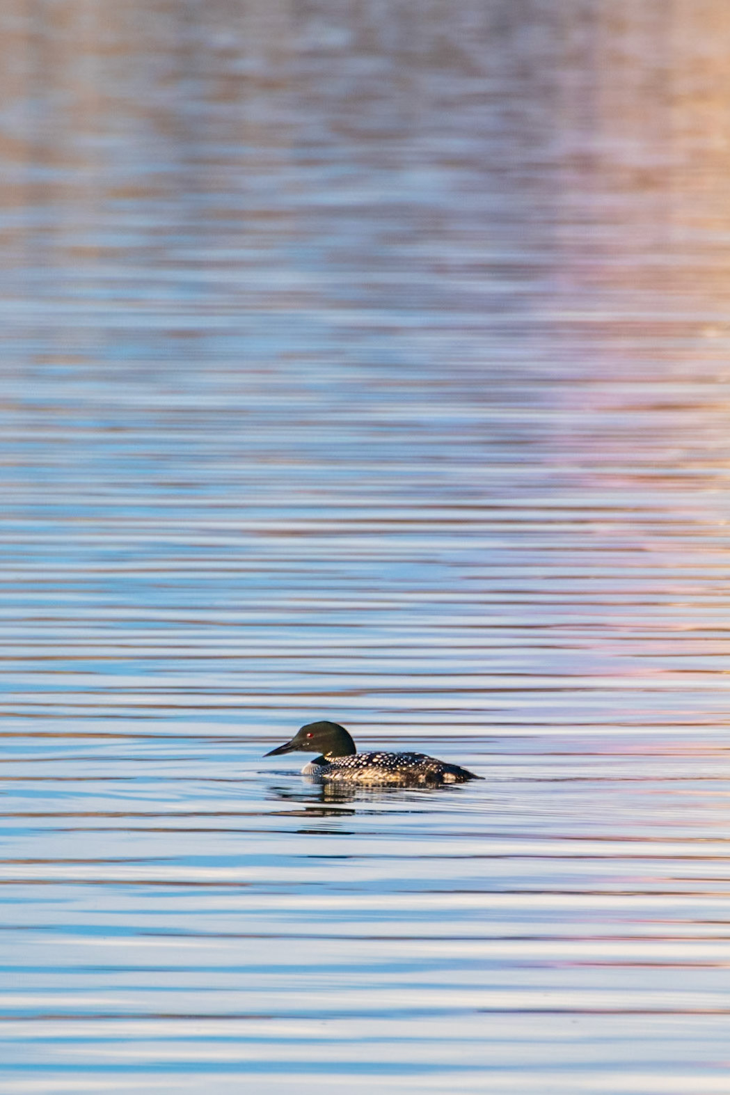 Common Loon