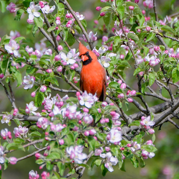 Northern Cardinal