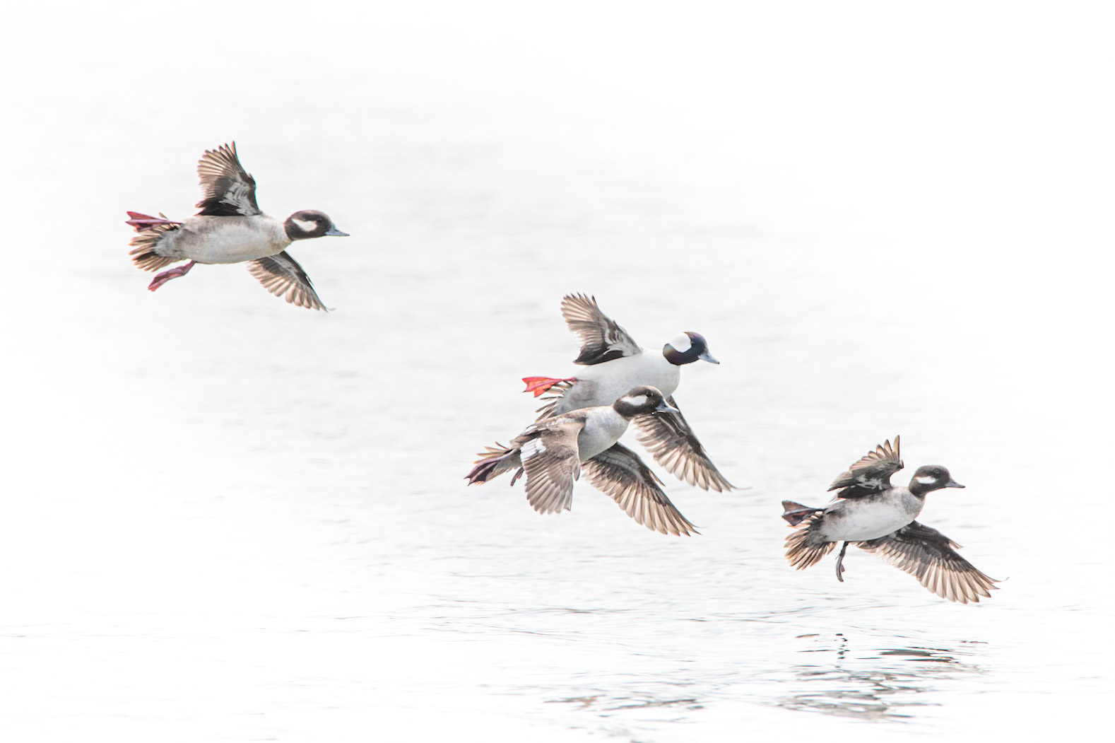 Bufflehead