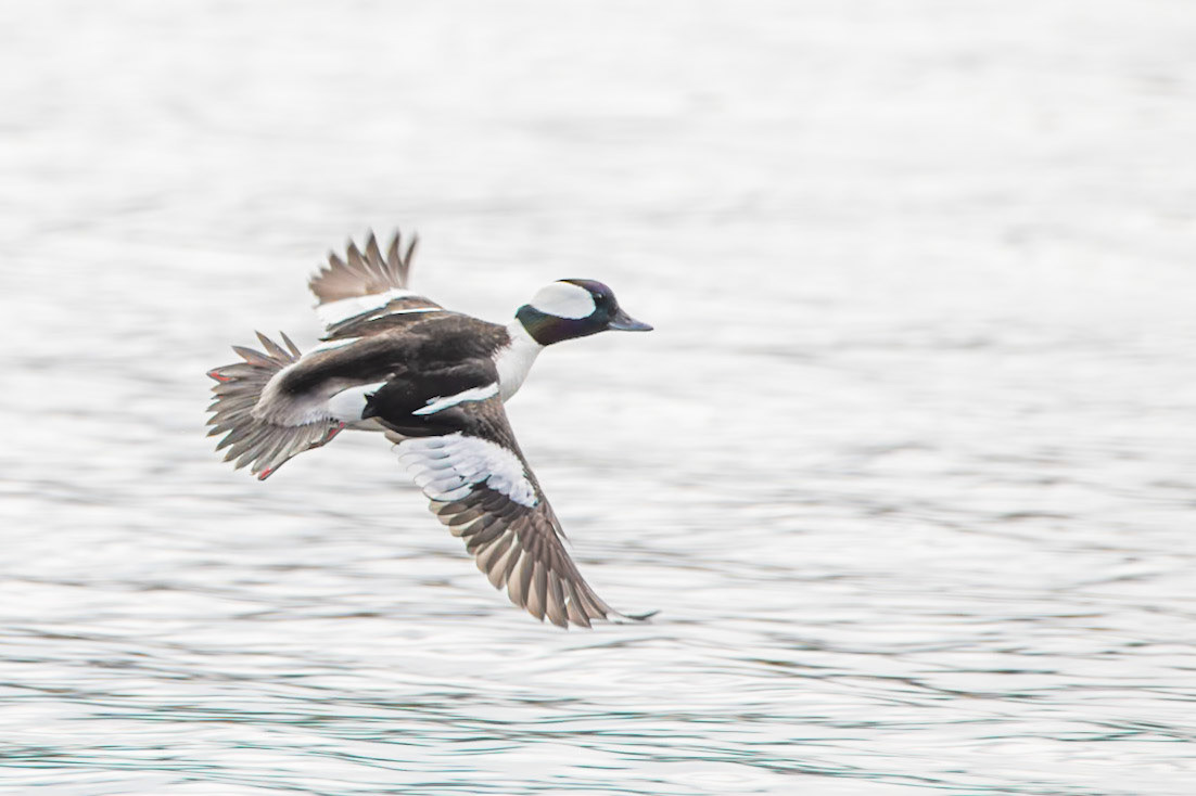 Bufflehead