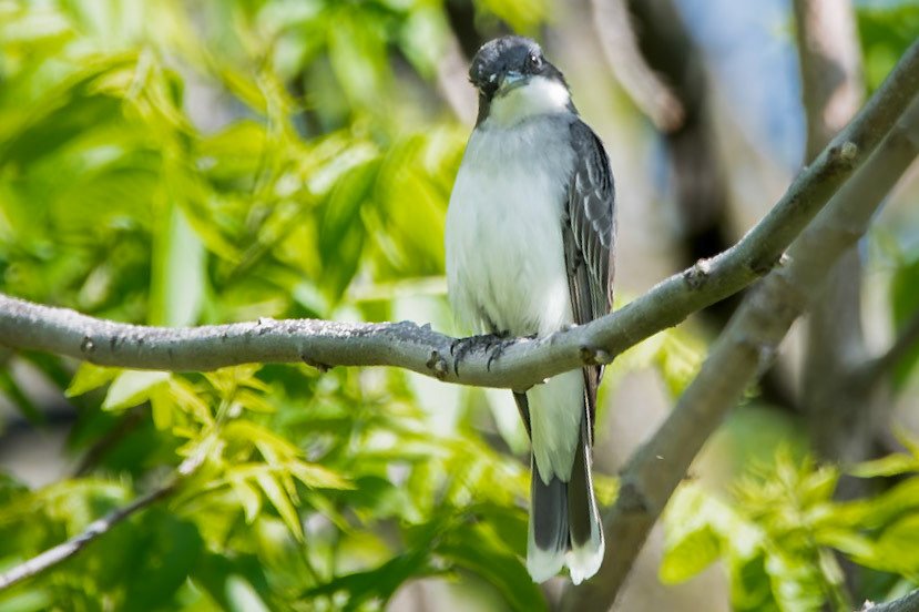 Eastern Kingbird
