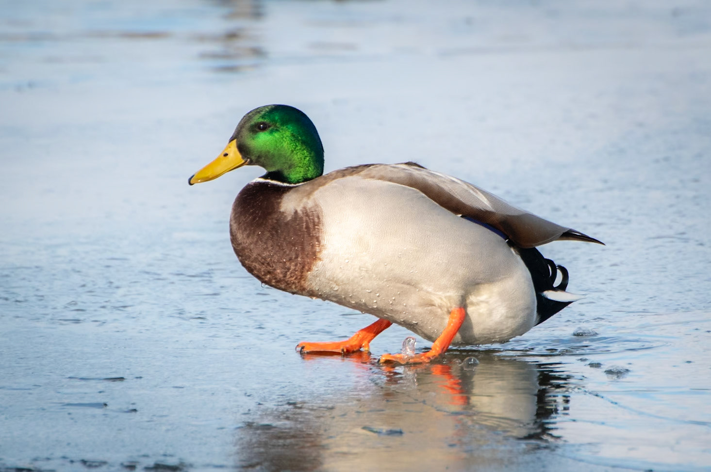 Mallard