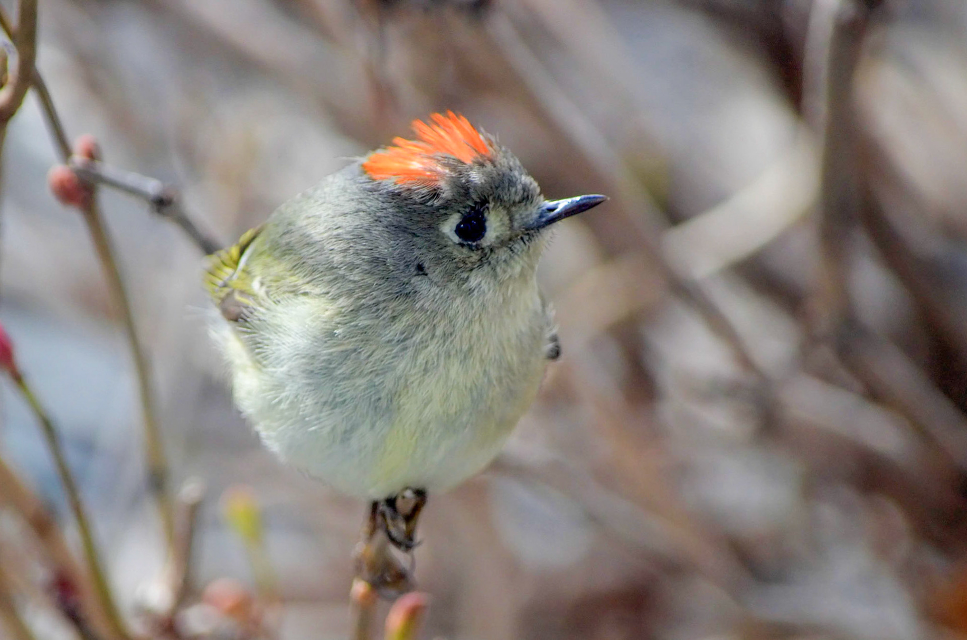 Ruby Crowned Kinglet