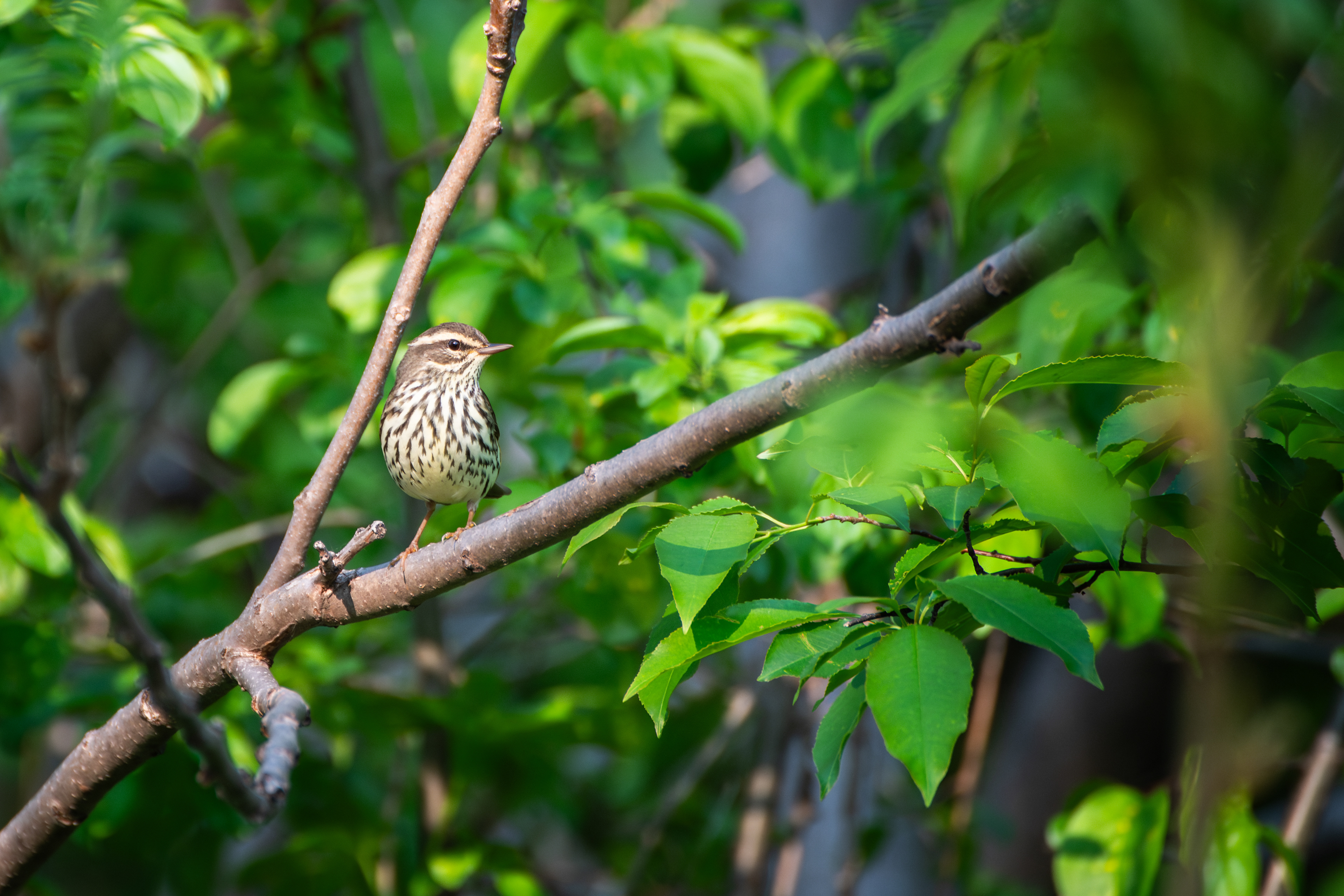Northern Waterthrush