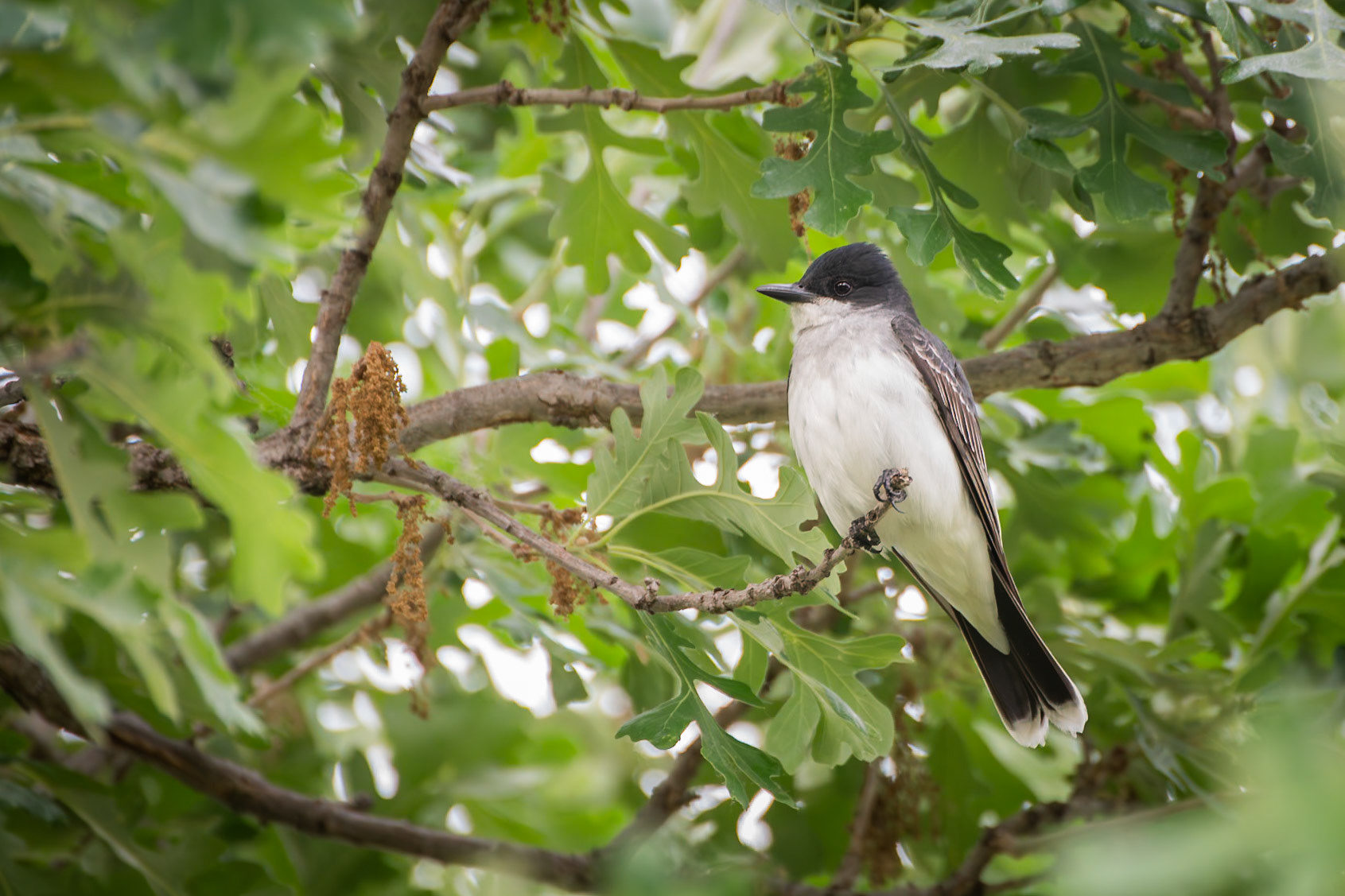 Eastern Kingbird
