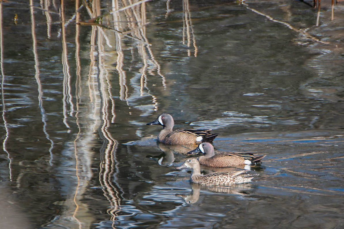 Blue Winged Teal