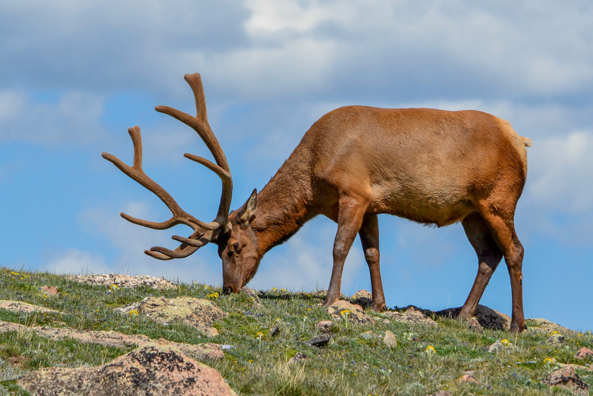 Estes Park Elk