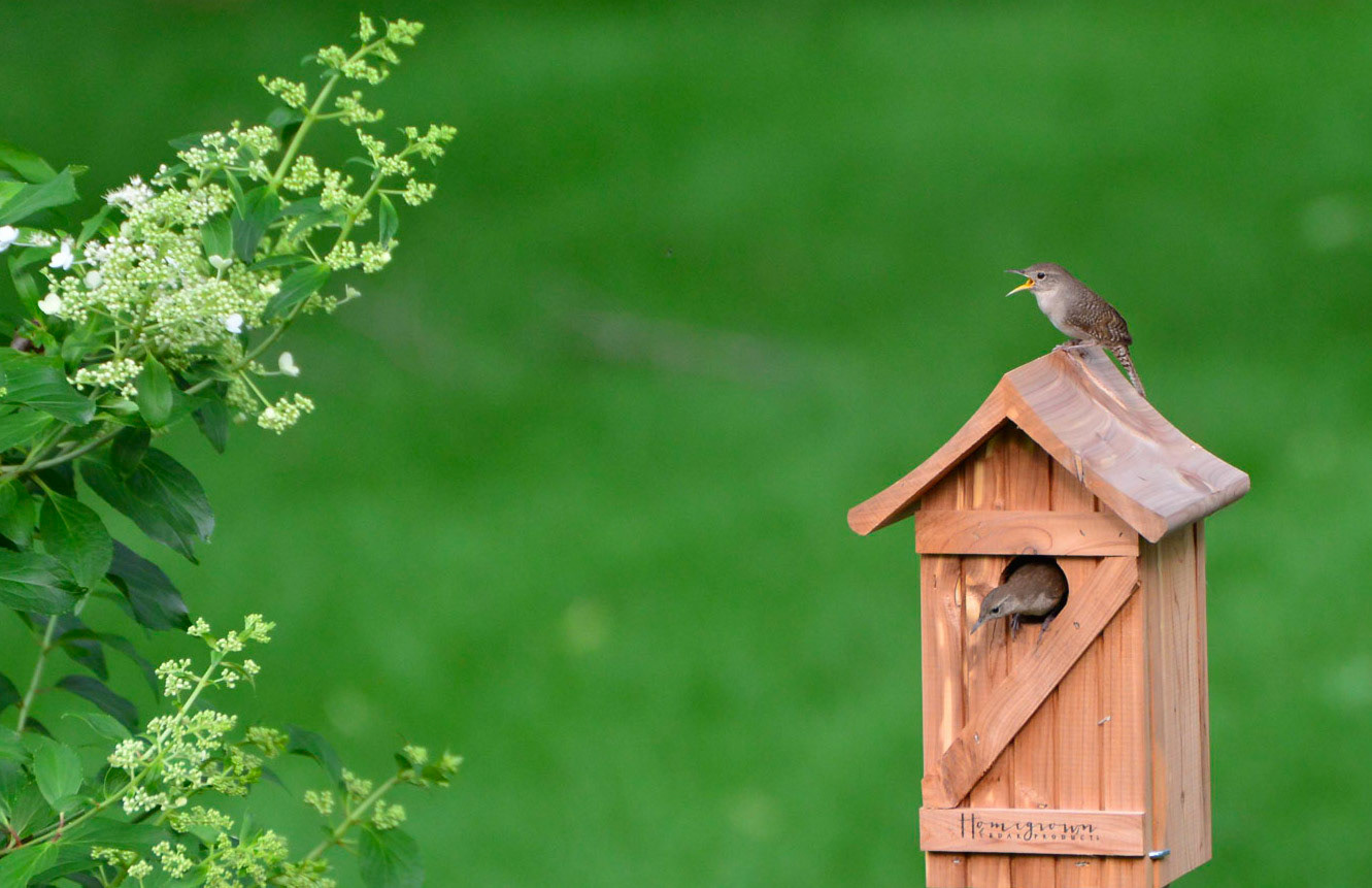 House Wrens