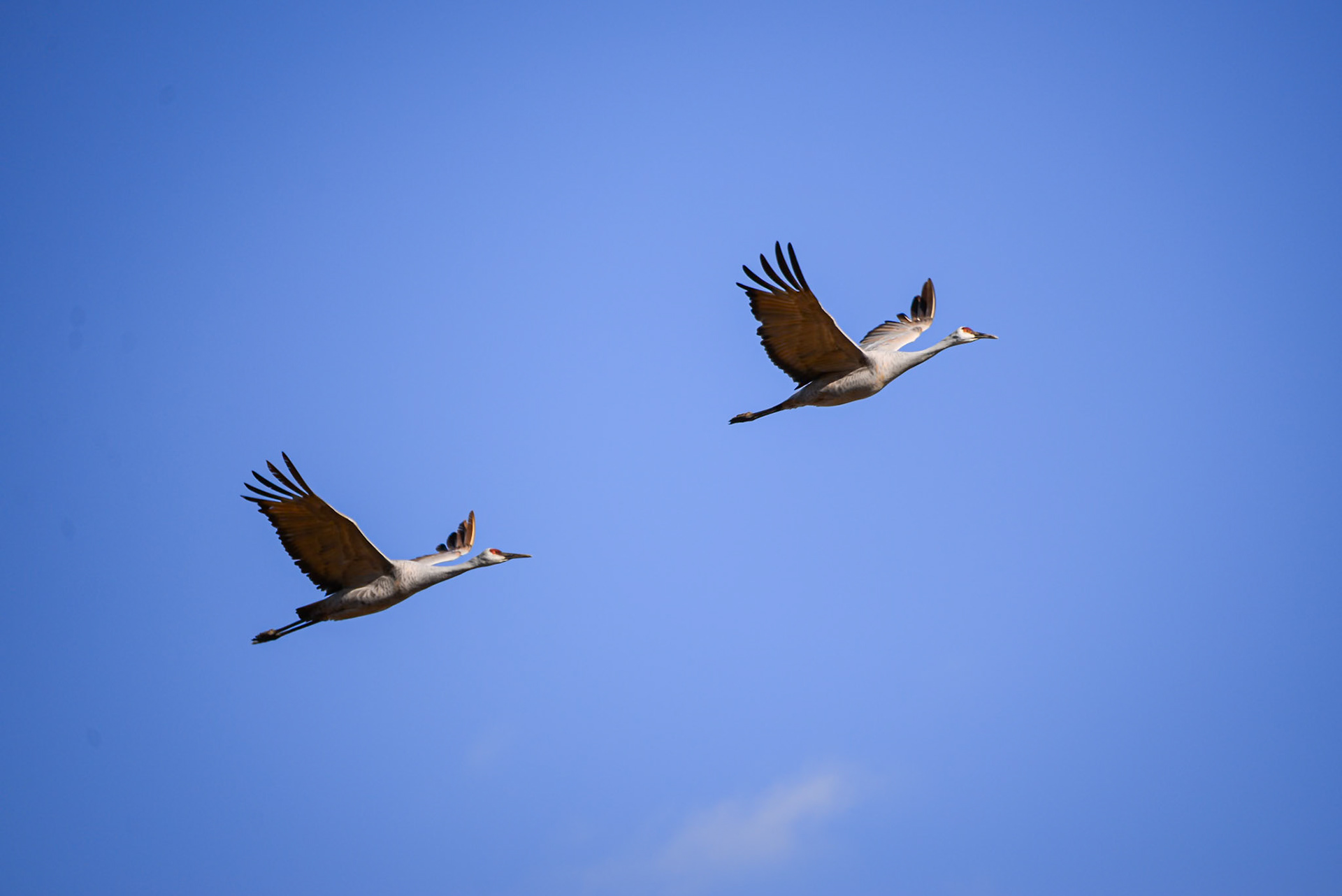 Sandhill Crane