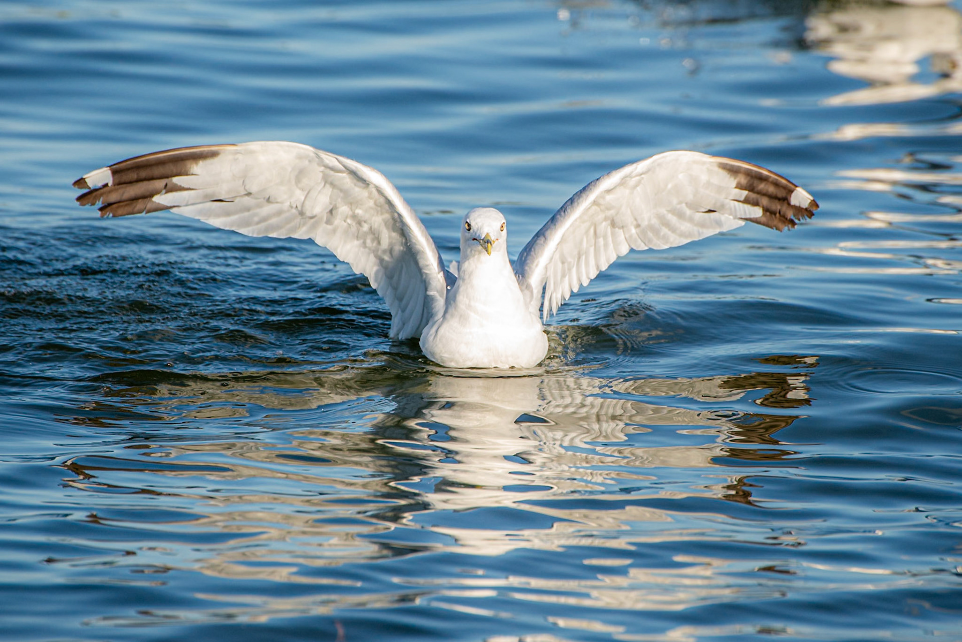 Gull