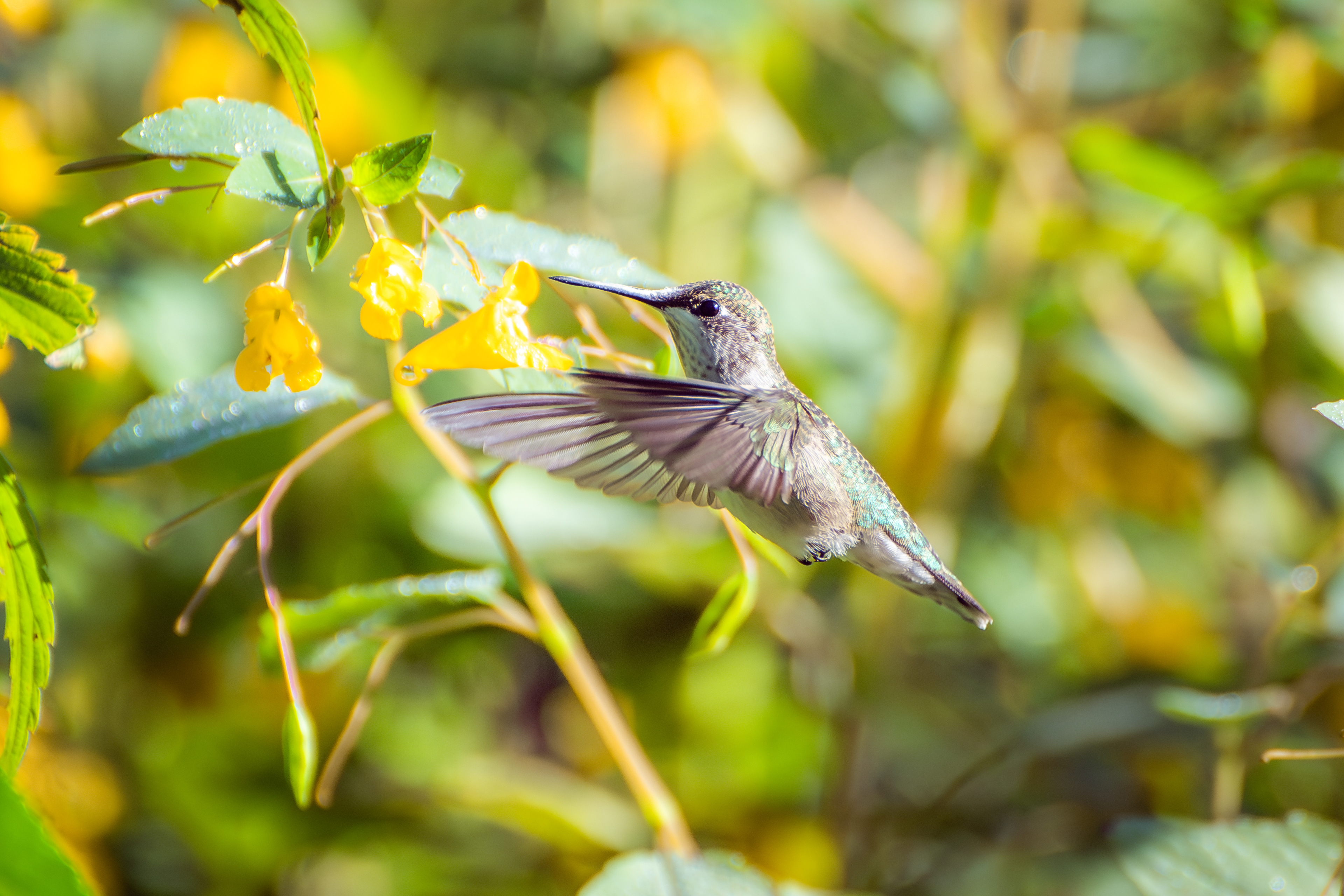 Ruby-throated Hummingbird
