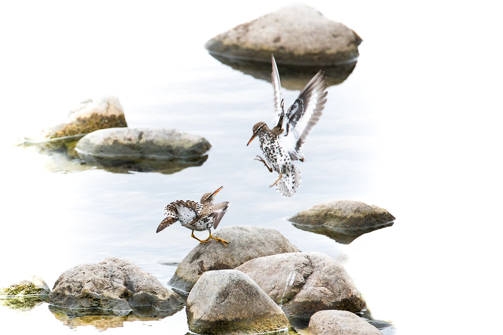 Spotted Sandpiper