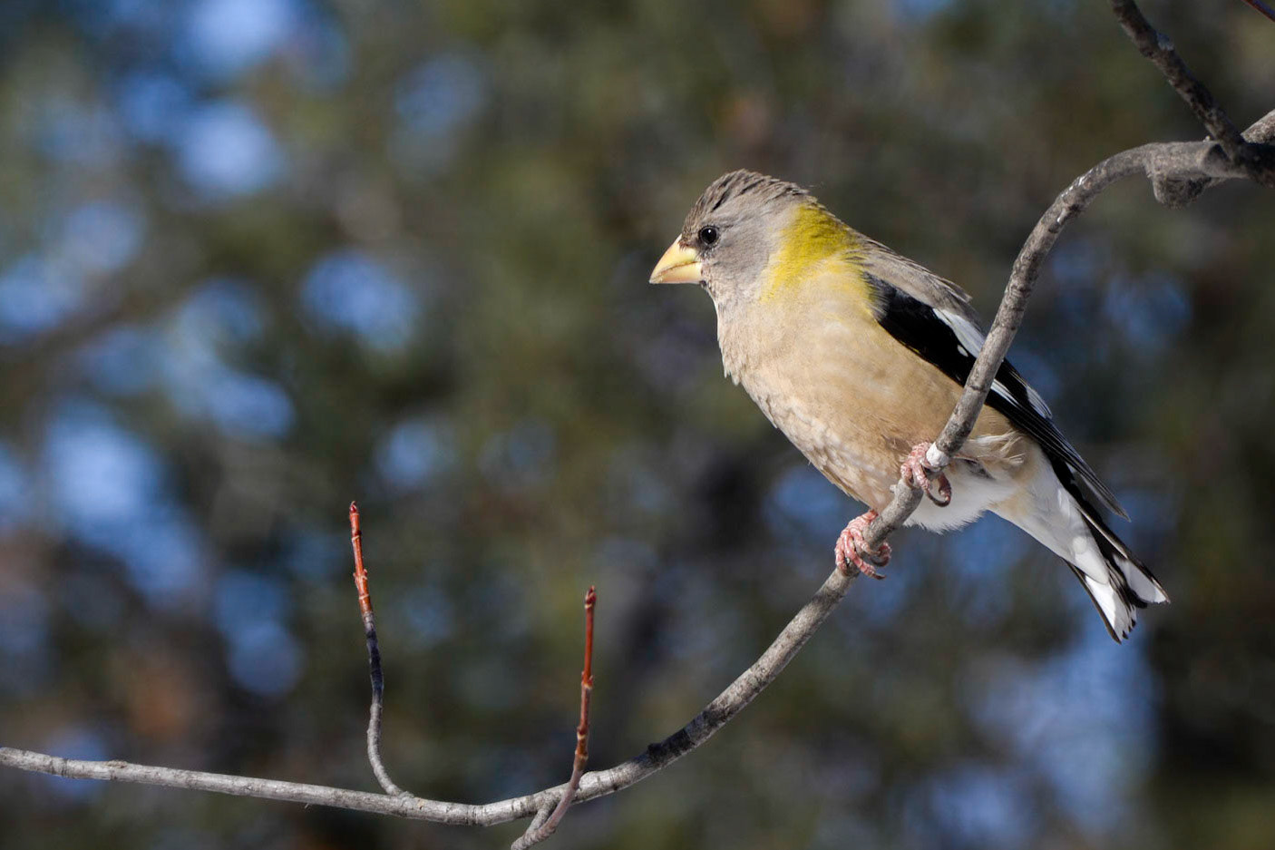 Evening Grosbeak