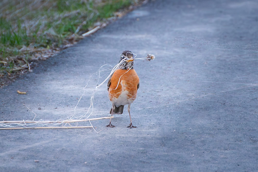 American Robin