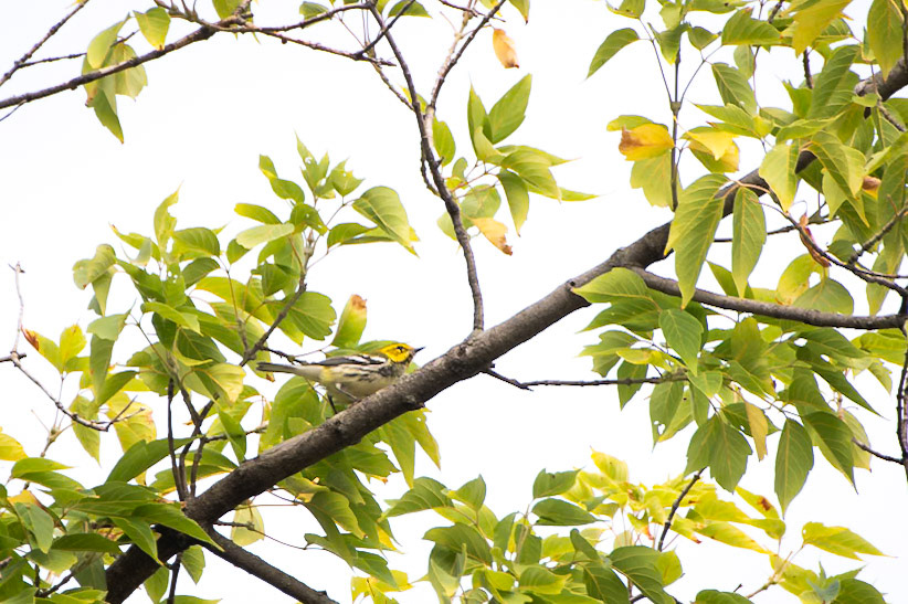 Black Throated Green Warbler