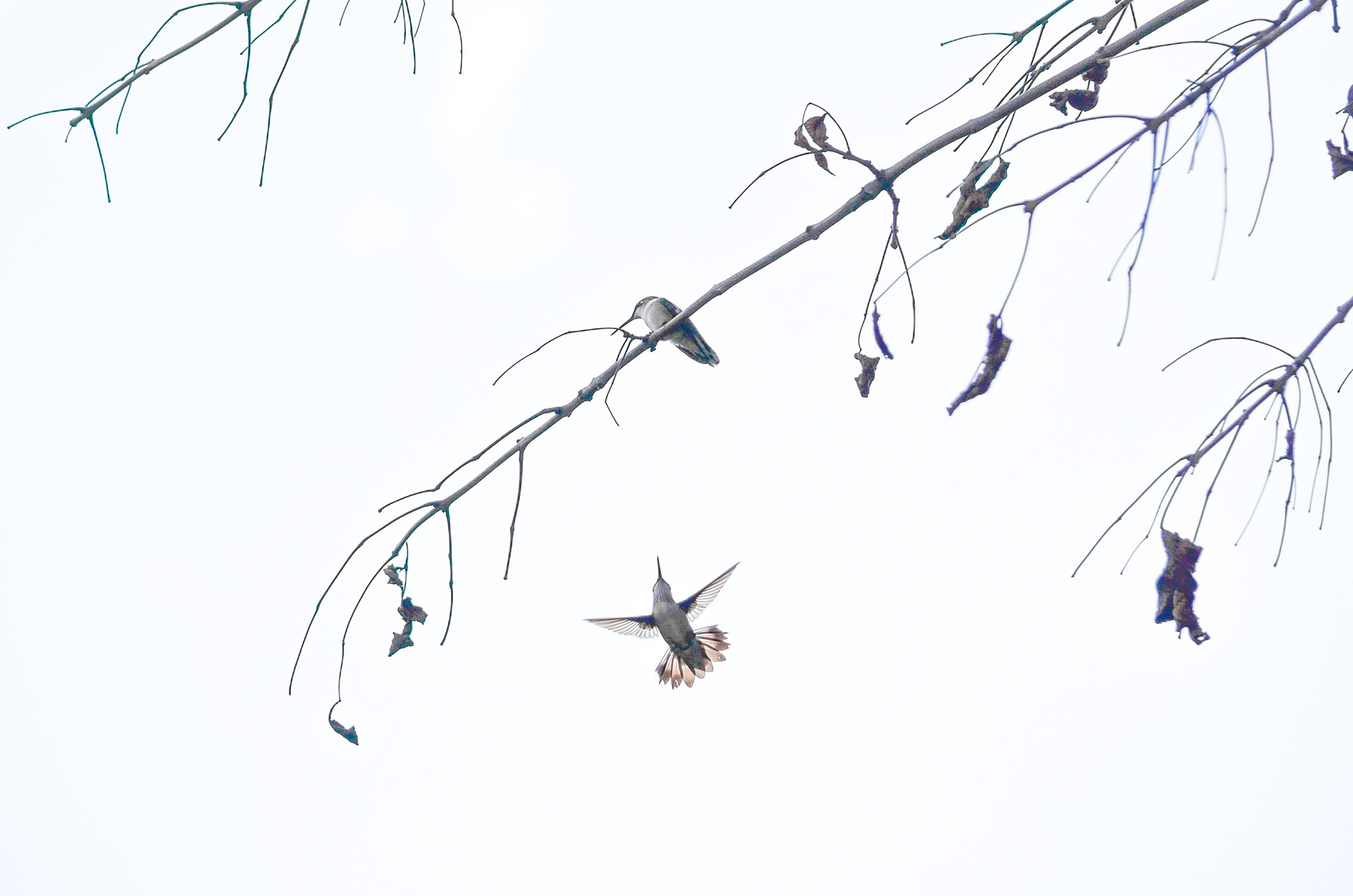 Ruby-throated Hummingbird