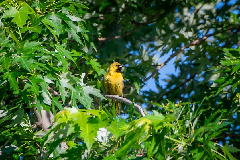 Orchard Oriole