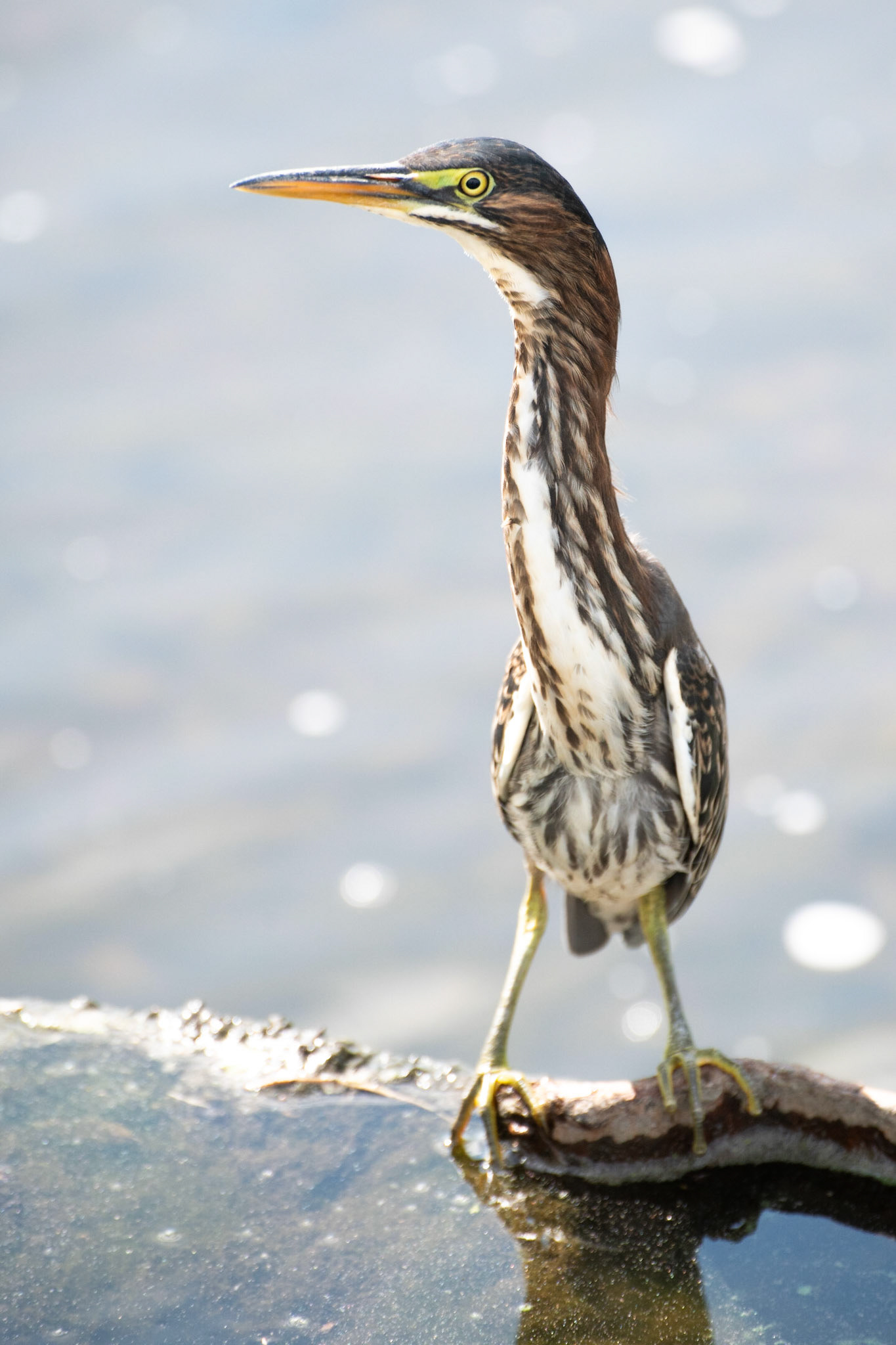 Green Heron