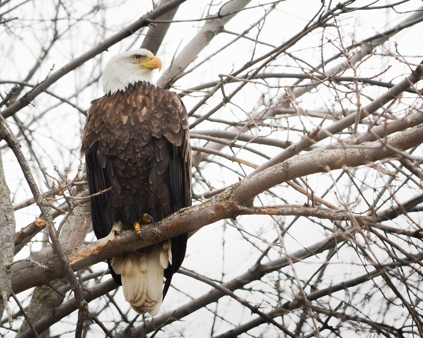 Bald Eagle