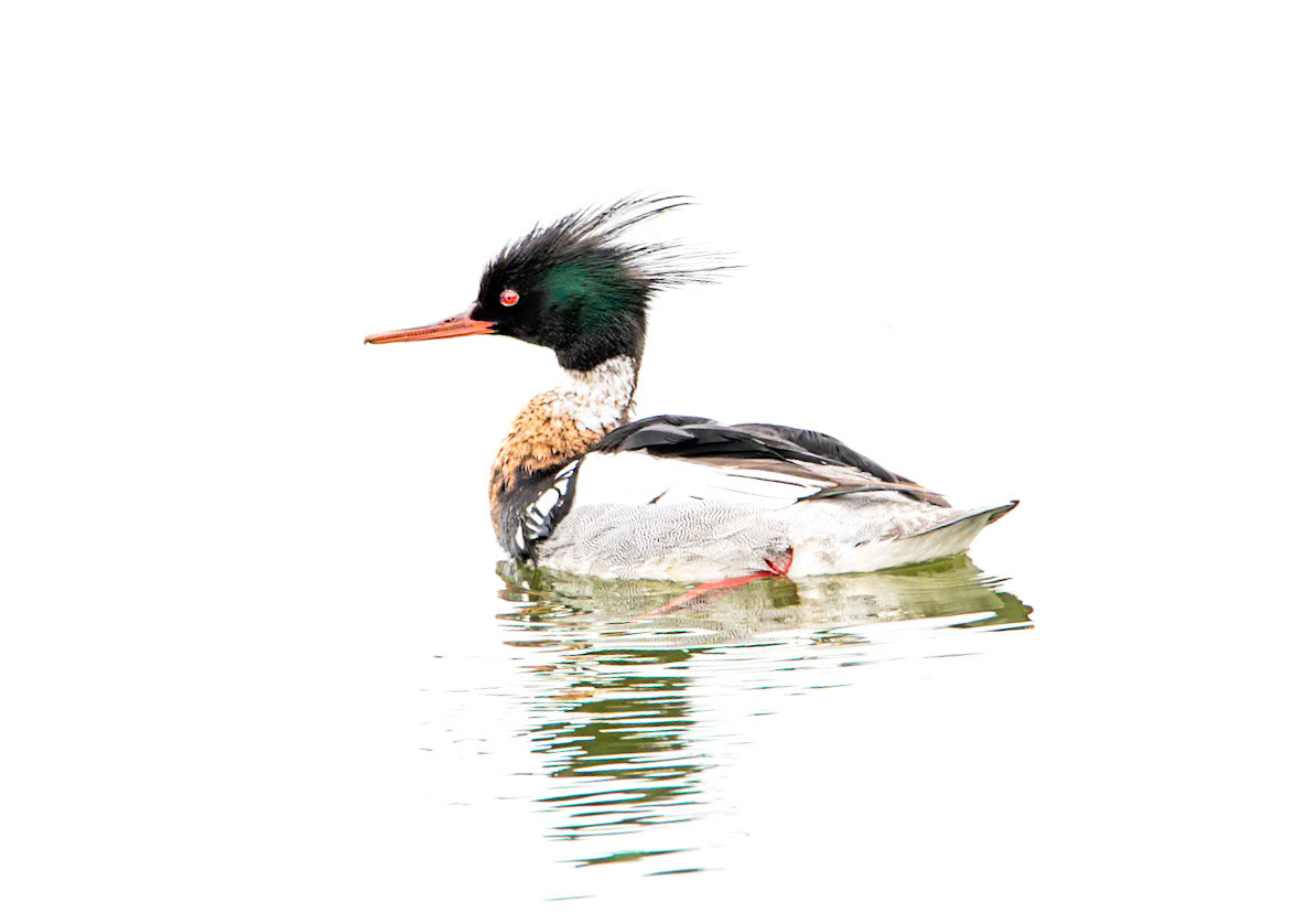 Red-Breasted Merganser