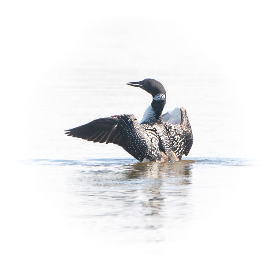 Common Loon