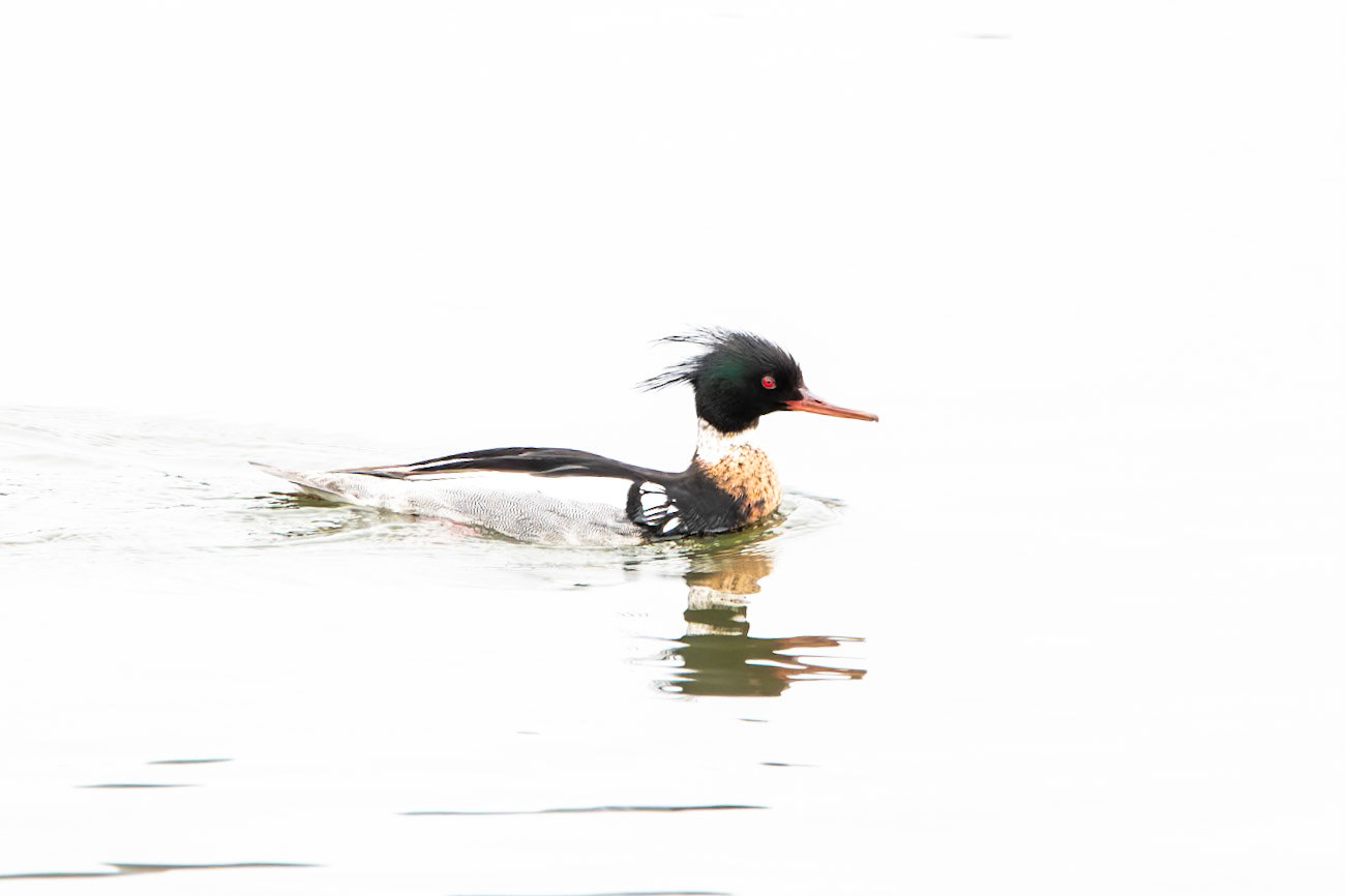 Red-Breasted Merganser