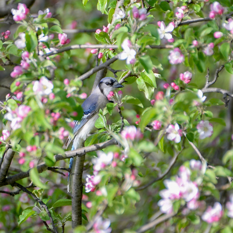 Blue Jay