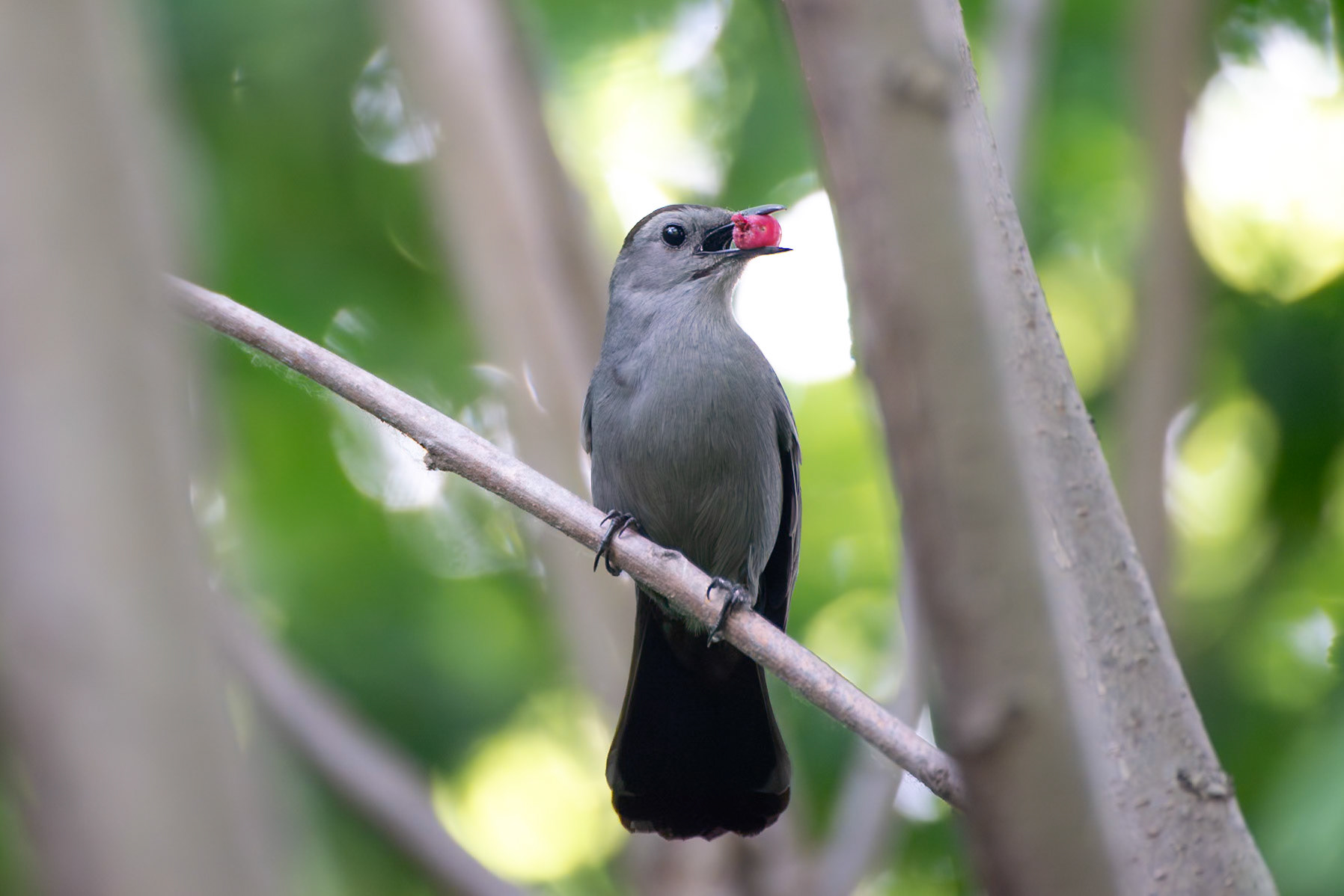 Gray Catbird