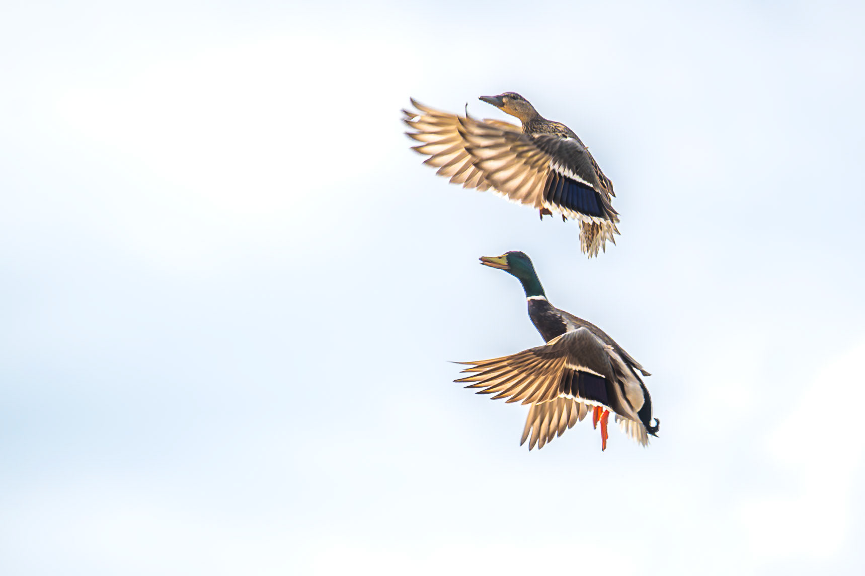 Mallard