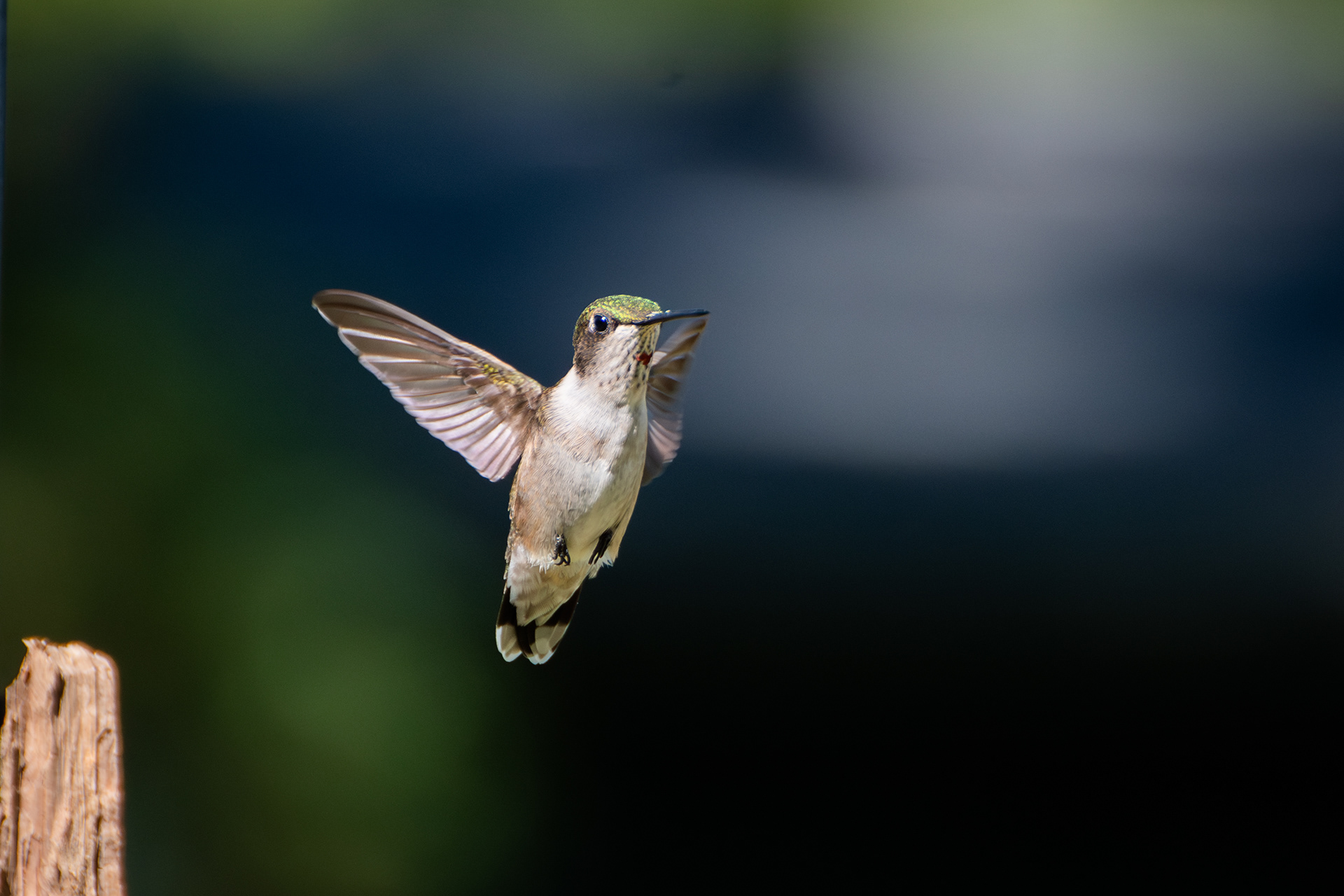 Ruby-throated Hummingbird