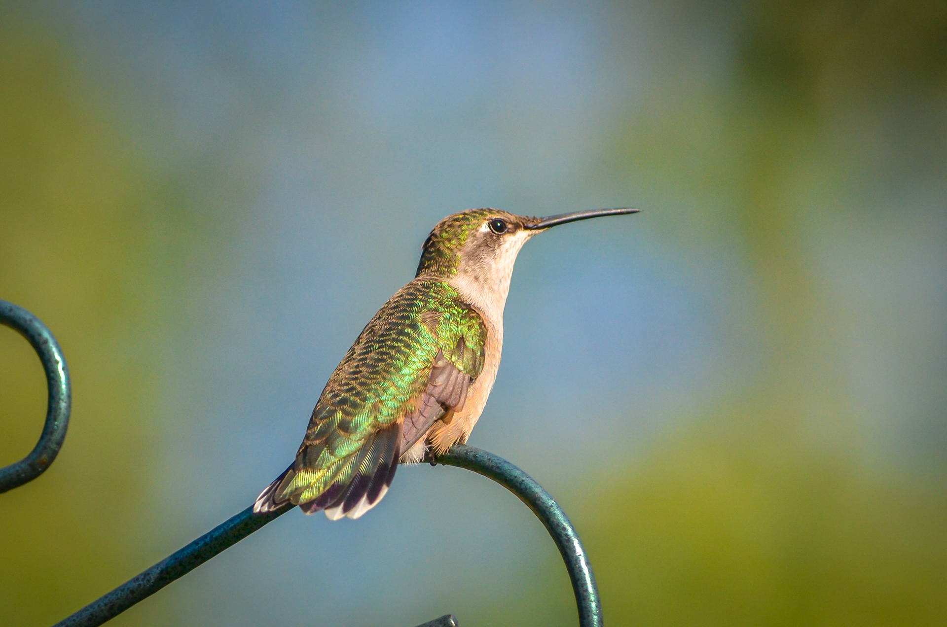 Ruby-throated Hummingbird