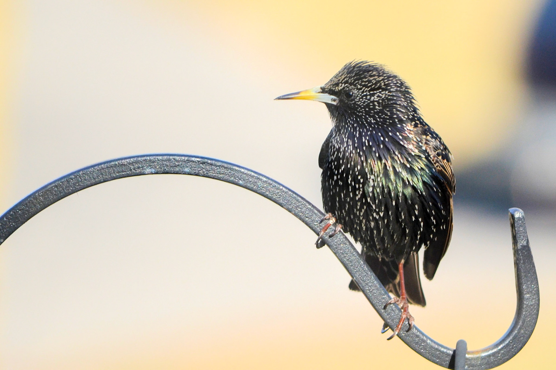 European Starling