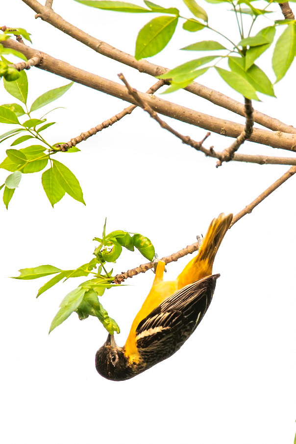 Baltimore Oriole
