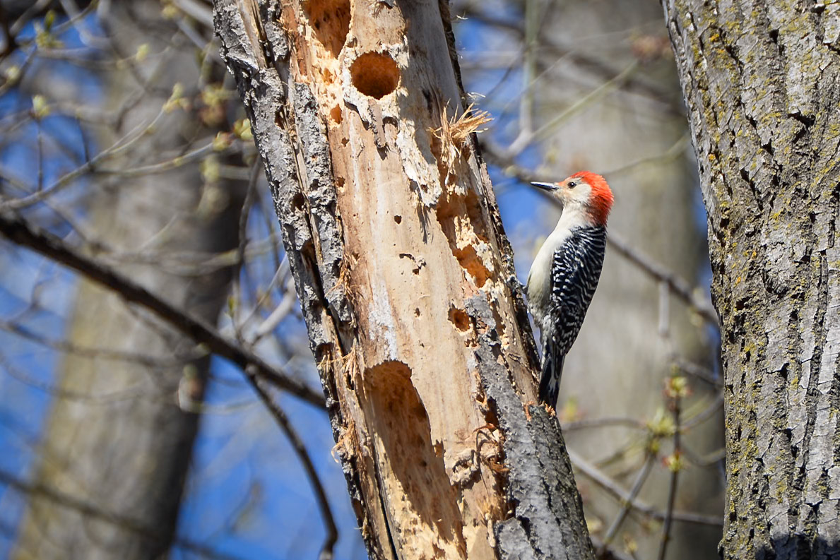 Red Bellied Woodpecker