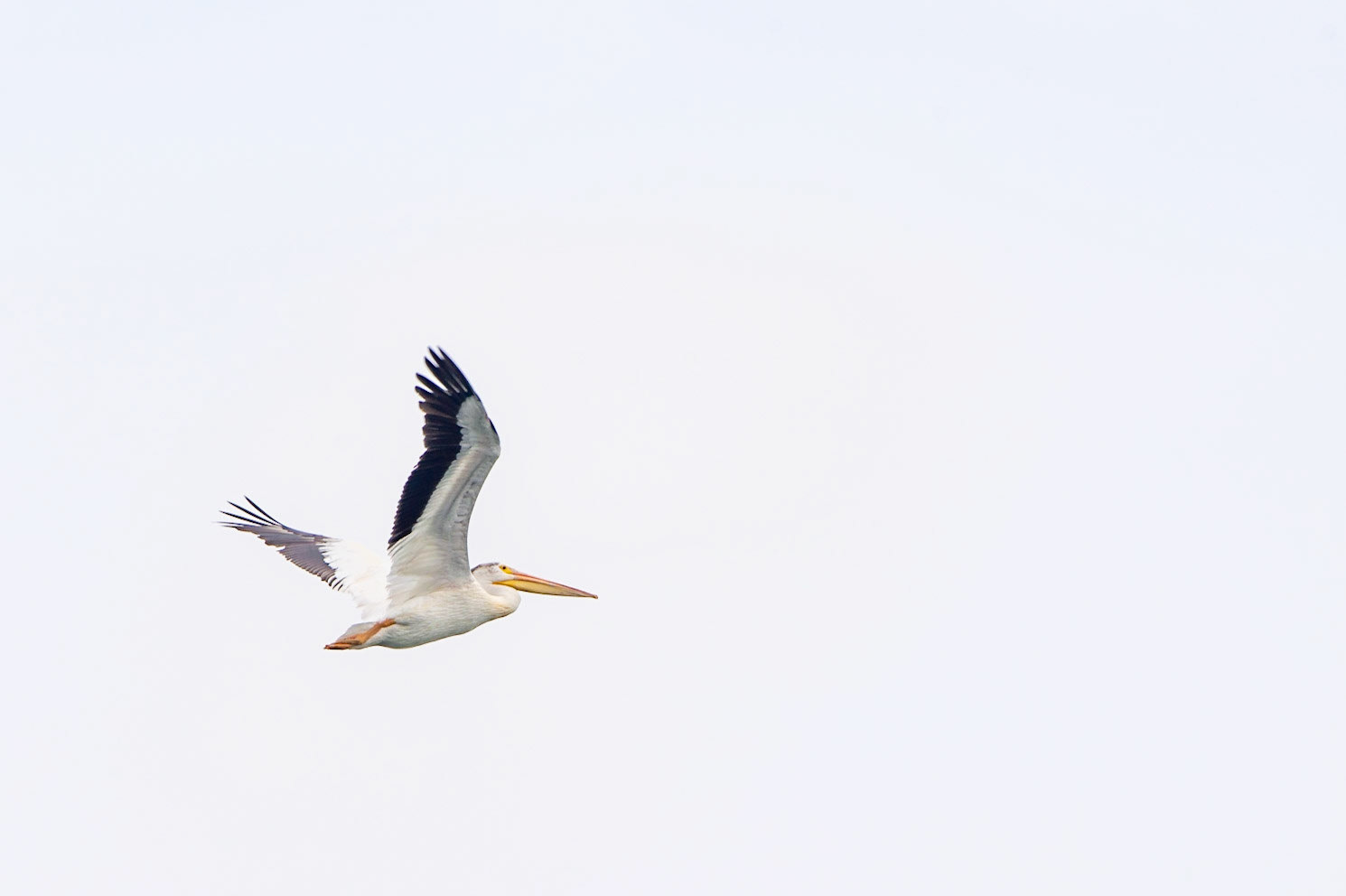 American Pelican