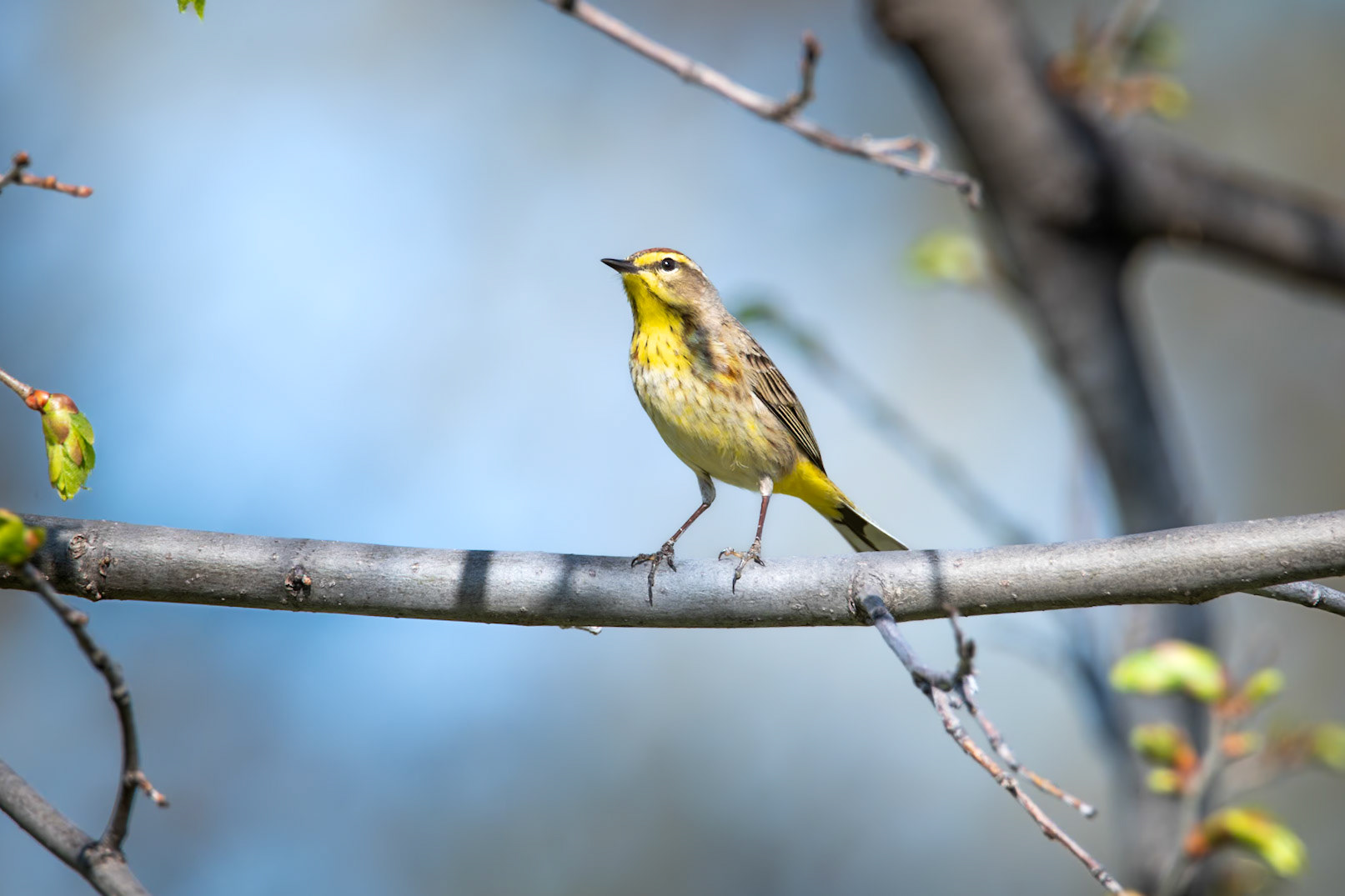 Palm Warbler