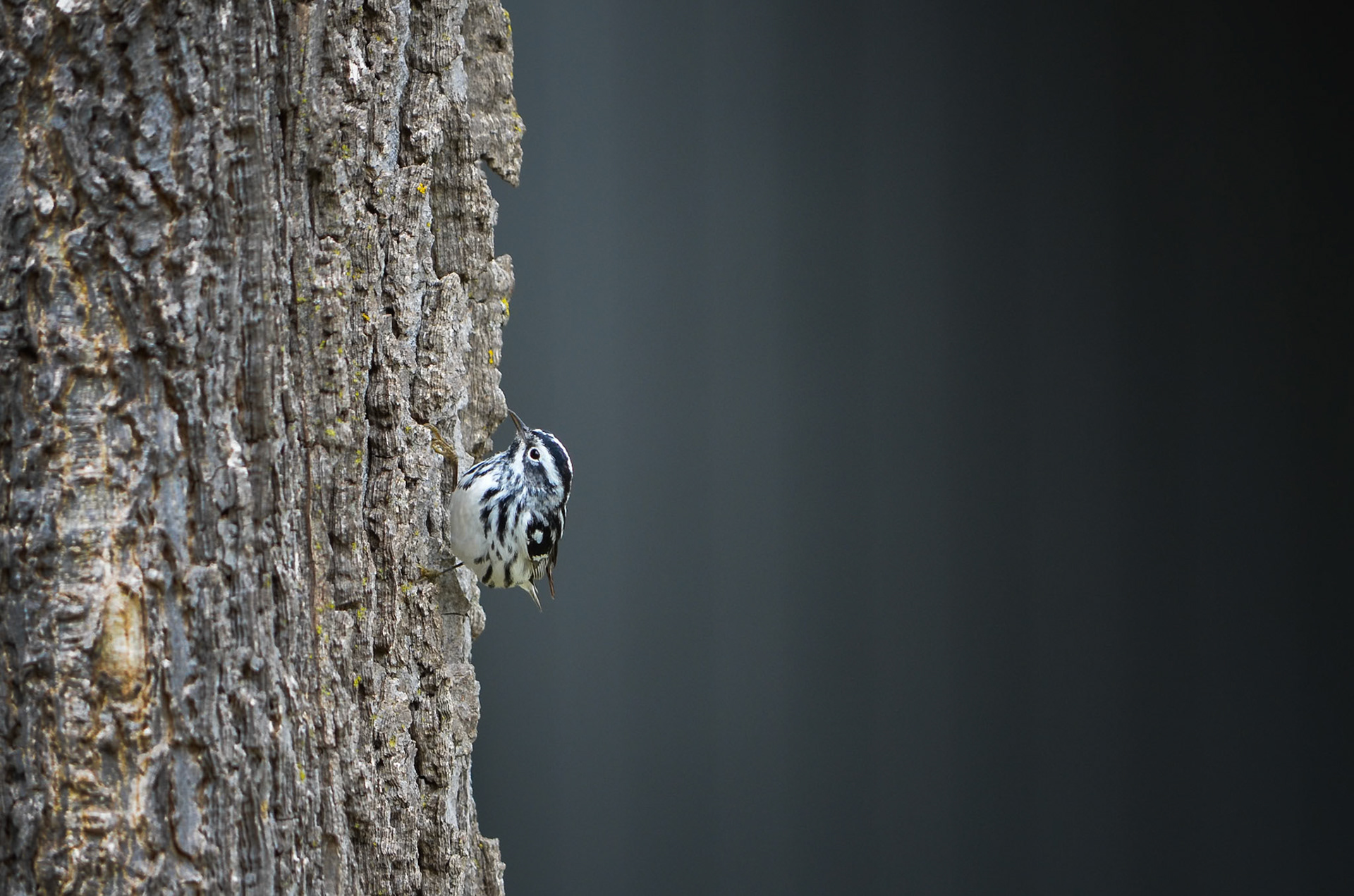 Black and White Warbler