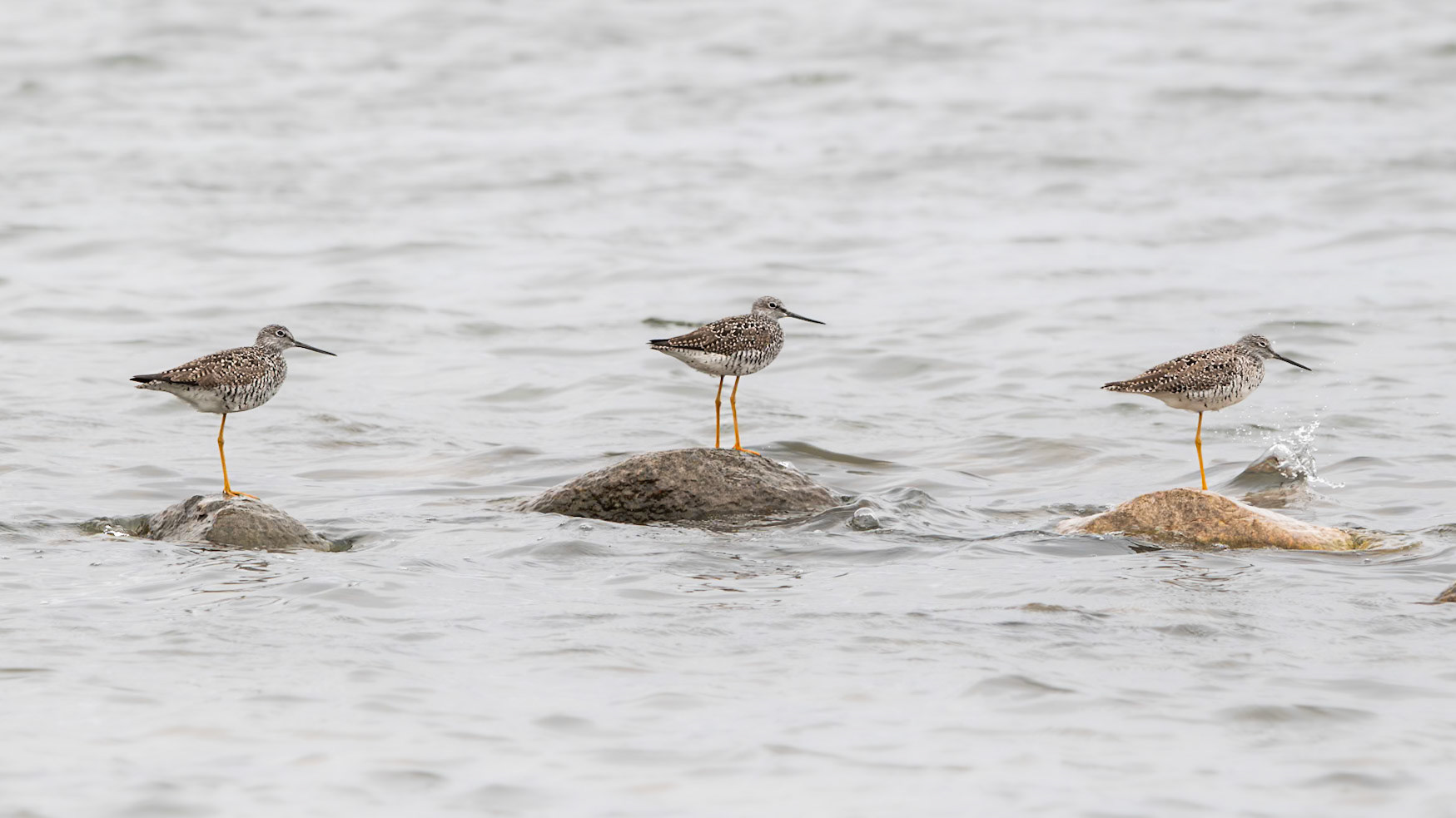 Greater Yellowlegs