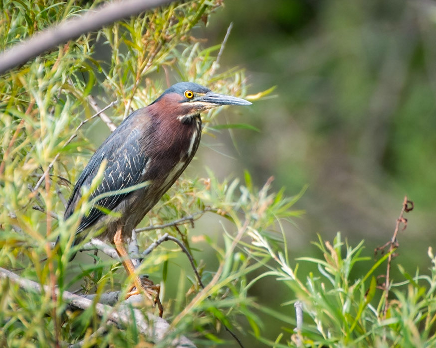 Green Heron