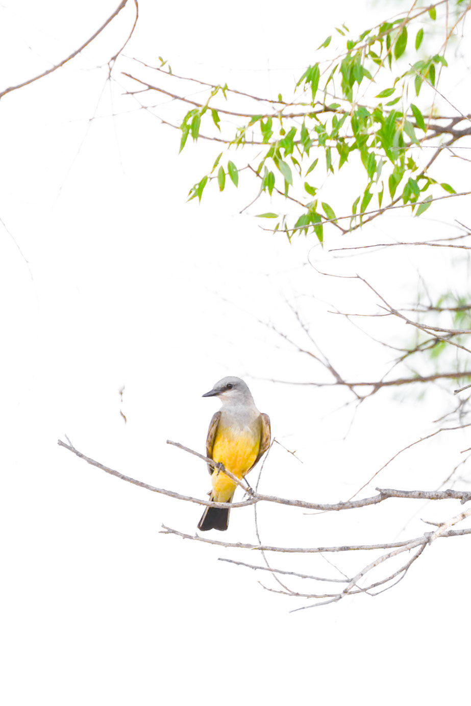 Western Kingbird