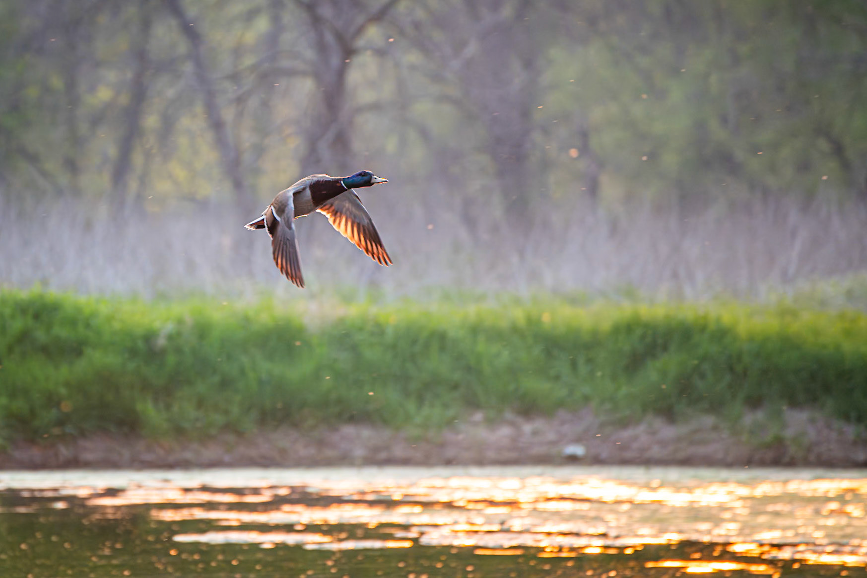 Mallard